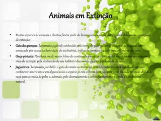 Animais emExtinção
• Muitas espécies de animais e plantas fazem parte do bioma pampa sendo que algumas delas estão ameaçadas
de extinção:
• Gato dos pampas(Leopardus pajeros): conhecido pelo nome de gato-palheiro, essa espécie de felino está
ameaçada por causa da destruição de seu habitat, tráfico de animais e a caça para o comércio de peles.
• Onça-pintada(Panthera onca): maior felino do continente americano e o terceiro maior do mundo, está em
risco de extinção pela destruição de seu habitat e decorrente da caça para venda de peles.
• Jaguatirica(Leopardus pardalis): o gato-do-mato ou maracajá, como é conhecido, está espalhado em todo
continente americano e em alguns locais a espécie já está extinta, Nos pampas, corre risco de extinção devido à
caça para a venda de peles e, ademais, pelo desmatamento e consequentemente a perda de seu habitat
natural.
 