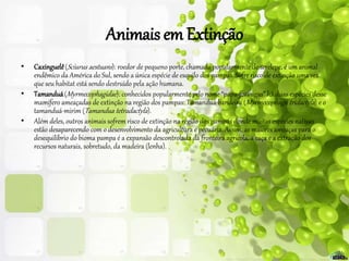 Animais em Extinção
• Caxinguelê(Sciurus aestuans): roedor de pequeno porte, chamado popularmente de serelepe, é um animal
endêmico da América do Sul, sendo a única espécie de esquilo dos pampas. Sofre risco de extinção uma vez
que seu habitat está sendo destruído pela ação humana.
• Tamanduá(Myrmecophagidae): conhecidos popularmente pelo nome “papa-formigas” há duas espécies desse
mamífero ameaçadas de extinção na região dos pampas: Tamanduá-bandeira (Myrmecophaga tridactyla) e o
tamanduá-mirim (Tamandua tetradactyla).
• Além deles, outros animais sofrem risco de extinção na região dos pampas donde muitas espécies nativas
estão desaparecendo com o desenvolvimento da agricultura e pecuária. Assim, as maiores ameaças para o
desequilíbrio do bioma pampa é a expansão descontrolada da fronteira agrícola, a caça e a extração dos
recursos naturais, sobretudo, da madeira (lenha).
 