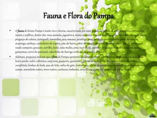 Fauna e Flora do Pampa
• A faunado bioma Pampa é muito rica e diversa, caracterizada por uma grande variedade de aves, mamíferos, artrópodes,
répteis e anfíbios, dentre eles: onça-pintada, jaguatirica, mono-carvoeiro, macaco-prego, guariba, mico-leão-dourado, sagui,
preguiça-de-coleira, caxinguelê, tamanduá, jacu, macuco, jacutinga, ema, perdigão, perdiz, quero-quero, tiê-sangue,
araponga, sanhaço, caminheiro-de-espora, joão-de-barro, sabiá-do-campo, pica-pau do campo, beija-flor-de-barba-azul,
veado-campeiro, graxaim, zorrilho, furão, tatu-mulita, preá, tuco-tucos, sapinho-de-barriga-vermelha, tucanos, saíras,
gaturamos, cervo-do-pantanal, caboclinho-de-barriga-verde, picapauzinho-chorão.
• Ademais, pesquisas indicam que a florado Pampa apresenta aproximadamente 3000 espécies de plantas, algumas delas:
louro-pardo, cedro, cabreúva, canjerana, guajuvira, guatambu, grápia, campim-forquilha, grama-tapete, flechilhas,
canafístula, brabas-de-bode, pau-de-leite, unha-de-gato, bracatinga, cabelos de-porco, angico-vermelho, caroba, babosa-do-
campo, amendoim-nativo, trevo-nativo, cactáceas, timbaúva, araucárias, algarrobo, nhandavaí, palmeira anã.
 