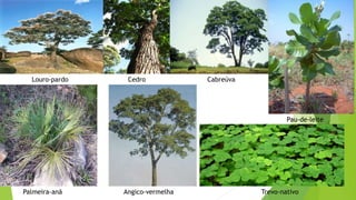 Louro-pardo Cedro Cabreúva
Pau-de-leite
Palmeira-anã Angico-vermelha Trevo-nativo
 