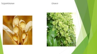 Leguminosas Guaco
 