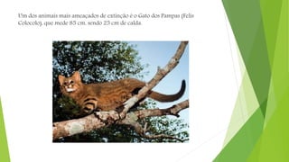 Um dos animais mais ameaçados de extinção é o Gato dos Pampas (Felis
Colocolo), que mede 85 cm, sendo 25 cm de calda.
 