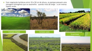  Com vegetação herbácea entre 10 e 50 cm de altura, os pampas possuem uma
paisagem homogênea que se assemelha – quando vista de longe – a um imenso
tapete verde.
Campos limpos Campos sujos
Gramíneas
 