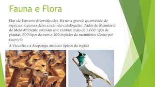 Fauna e Flora
Elas são bastante diversificadas. Há uma grande quantidade de
espécies, algumas delas ainda não catalogadas. Dados do Ministério
do Meio Ambiente estimam que existam mais de 3.000 tipos de
plantas, 500 tipos de aves e 100 espécies de mamíferos. Como por
exemplo:
A Vicunha e a Araponga, animais típicos da região.
 