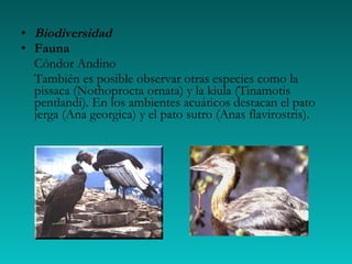Biodiversidad Fauna Cóndor Andino También es posible observar otras especies como la pissaca (Nothoprocta ornata) y la kiula (Tinamotis pentlandi). En los ambientes acuáticos destacan el pato jerga (Ana georgica) y el pato sutro (Anas flavirostris).  