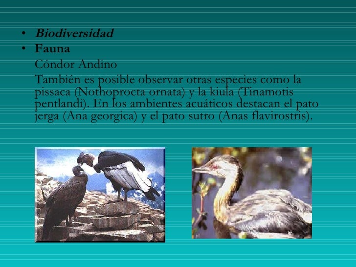 Resultado de imagen para pato sutro