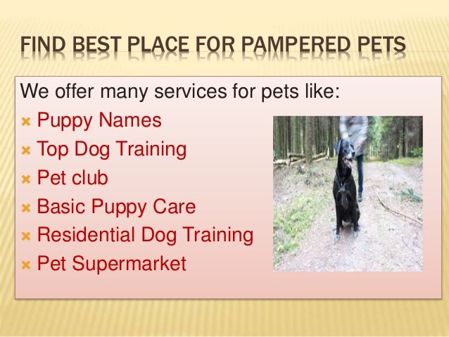 Pet Boarding Pampered Pets Phone Number Pampered Pet Center 2025 - Main Image