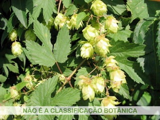 NÃO É A CLASSIFICAÇÃO BOTÂNICA
 