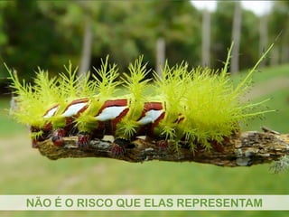 NÃO É O RISCO QUE ELAS REPRESENTAM
 