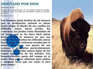 DISEÑADO POR DIOS Romanos 12:3-8  Porque de la manera que en un cuerpo tenemos muchos miembros, pero no todos los miembros tienen la misma función.  Romanos 12:4 Los bisontes están hechos de tal manera que su inclinación natural es mirar hacia abajo; el diseño de sus cuellos les dificulta mirar hacia arriba. En contraste, las jirafas están diseñadas de tal modo que se les hace fácil mirar hacia arriba; la manera en que sus cuellos fueron hechos les dificulta mirar hacia abajo. Dos criaturas creadas por el mismo Dios pero con partes de sus cuerpos y propósitos particularmente distintos. Las jirafas comen hojas de las ramas superiores de los árboles. Los bisontes comen pasto del campo en el suelo. Dios provee alimento para ambos y ninguno tiene que ser como el otro para comer. 