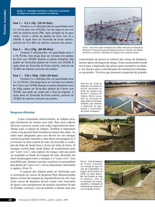 Quadro 2 – Estratégia nutricional e alimentar na produção
Viveiros escavados

                             de tilápia em tanques escavados com plâncton



                          Fase 1 – 0,3 a 10g (30-40 dias):
                                Fornecer 4 a 3 refeições/dia em quantidade entre
                          6 e 4% do peso vivo (PV)/dia. Uso de ração em pó com
                          40% de proteína bruta (PB). Após atingido 5g de peso
                          médio, iniciar a oferta de peletes de 2mm com 36 a
                          40%PB. A ração deve ser fornecida de forma restrita,
                          próximo de 70 a 80% do máximo consumo dos peixes.
                                                                                            Foto 5 - Carro vivo usado na despesca de catfish americano em fazenda no
                          Fase 2 – 10 a 120g (60-80 dias):                                  Mississipi. O mesmo processo de despesca pode ser utilizado com tilápia,
                                Fornecer 2 refeições/dia, em quantidade entre 4             de forma a aumentar a eficiência da captura com a rede de arrasto
                          e 3% PV/dia. Esta etapa deve ser iniciada com peletes
                          de 2mm com 36%PB. Quando os peixes atingirem 30g               concentração de peixes no interior das caixas de despesca,
                          podem ser fornecidos peletes de 3-4mm com 32%PB. A             mesmo após a drenagem do tanque. Estas caixas podem ainda
                          ração deve ser fornecida de forma restrita, próximo de         servir para a depuração dos peixes para transporte ou abate,
                          70-80% do máximo consumo dos peixes.                           e, até mesmo, para a classificação dos animais por tamanho,
                                                                                         se necessário. Viveiros que possuem comportas de grandes
                          Fase 3 – 120 a 700g (100-120 dias):
                                Fornecer 2 a 1 refeições/dia, em quantidade entre
                          3 e 1% PV/dia. Esta etapa deve ser iniciada com peletes         Fotos 6a e 6b - Caixas de
                          de 3-4mm com 32%PB. Quando os peixes atingirem cerca            despescas em formato de
                          de 200g podem ser fornecidos peletes de 5-6mm com               piscina construídas no
                                                                                          fundo dos tanques para
                          32%PB, que pode ser usado até o final da engorda. A             facilitar a despesca de
                          ração deve ser fornecida de forma restrita, próximo de          tilápias. Nestas caixas,
                          70-80% do máximo consumo dos peixes.                            além de renovação de
                                                                                          água, podem ser colocados
                                                                                          aeradores para promover
                                                                                          a oxigenação da água
                                                                                          durante a concentração
                                                                                          dos peixes na despesca
                      Despescas eficientes

                             Como comentado anteriormente, as tilápias esca-
                      pam facilmente do arrasto com rede. Para uma colheita
                      eficiente é preciso contar com redes especialmente dese-
                      nhadas para a captura de tilápias. Também é importante
                      contar com pessoal bem treinado no arraste das redes. As
                      redes mais adequadas para isso devem ter um ensaque
                      central de grande tamanho e uma altura da panagem de 6
                      a 8 metros na área central da rede, favorecendo a condu-
                      ção da linha de fundo bem a frente da linha de bóias. O
                      ensaque central pode ainda dispor de acoplamento para
                      um “carro vivo”, uma espécie de tanque rede que pode
                      ser acoplado ao fundo do ensaque da rede, deixando um
                      túnel de passagem entre o ensaque e o “carro vivo”. Isso
                      possibilita que, durante o arrasto, os peixes se encaminhem         Foto 6c - Caixa de despesca
                                                                                          de formato retangular
                      para dentro do “carro vivo” e ali se concentrem, facilitando        com entrada de água em
                      a captura. (Foto 5).                                                uma das extremidades na
                               A captura das tilápias pode ser facilitada com             Estação de Piscicultura da
                                                                                          CHESF em Paulo Afonso,
                      a construção de caixas de despesca bem dimensionadas
                                                                                          BA. Este formato de caixa
                      dentro ou fora dos tanques de engorda (Fotos 6a, 6b e 6c).          de despesca, além da
                      Estas caixas de despesca devem contar com renovação                 concentração dos peixes,
                      de água e com equipamento de aeração (aeradores de pás              possibilita a realização da
                                                                                          classificação dos peixes com
                      ou bombas verticais). Isso possibilita a manter uma alta            o uso de grades de barra




                     20        Panorama da AQÜICULTURA, setembro, outubro, 2009
 