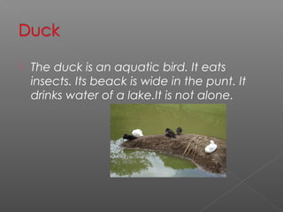    The duck is an aquatic bird. It eats
    insects. Its beack is wide in the punt. It
    drinks water of a lake.It is not alone.
 