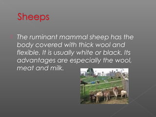    The ruminant mammal sheep has the
    body covered with thick wool and
    flexible. It is usually white or black. Its
    advantages are especially the wool,
    meat and milk.
 