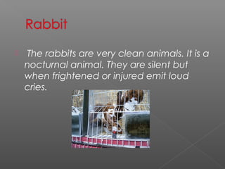    The rabbits are very clean animals. It is a
    nocturnal animal. They are silent but
    when frightened or injured emit loud
    cries.
 