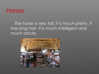 The horse is very tall. It is much pretty. It
has long hair. It is much intelligent and
much astute.
 