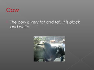    The cow is very fat and tall. It is black
    and white.
 