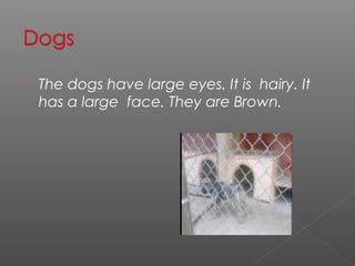    The dogs have large eyes. It is hairy. It
    has a large face. They are Brown.
 