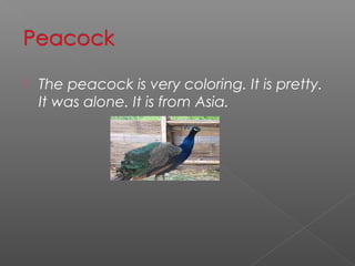    The peacock is very coloring. It is pretty.
    It was alone. It is from Asia.
 