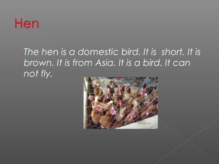    The hen is a domestic bird. It is short. It is
    brown. It is from Asia. It is a bird. It can
    not fly.
 