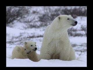 Les petits font leur première sortie en mars alors qu'ils sont gros comme un chat. Ici ils ont quelques mois. 