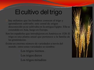 Elcultivo del trigo
hay milenios que los hombres conocen el trigo y
aprendieron cultivarlo. este cereal de origen
desconocido ya se cultivaba en la antigua Egipto. Ella se
extendido en Asia, luego en Europa.
Son los españoles que introdujeron en América en 1520. El
trigo es una planta anual que pertenece a la familia de
las gramináceas.
Existe un enorme número de variedades a través del
mundo. entre estas variedades se siembra:
Los trigos tiernos .
Los trigos duros
Los trigos mitadins
 
