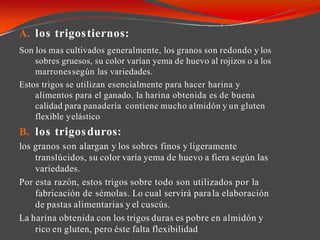.
A. los trigostiernos:
Son los mas cultivados generalmente, los granos son redondo y los
sobres gruesos, su color varían yema de huevo al rojizos o a los
marronessegún las variedades.
Estos trigos se utilizan esencialmente para hacer harina y
alimentos para el ganado. la harina obtenida es de buena
calidad para panadería contiene mucho almidón y un gluten
flexible yelástico
B. los trigosduros:
los granos son alargan y los sobres finos y ligeramente
translúcidos, su color varía yema de huevo a fiera según las
variedades.
Por esta razón, estos trigos sobre todo son utilizados por la
fabricación de sémolas. Lo cual servirá parala elaboración
de pastas alimentarias y el cuscús.
La harina obtenida con los trigos duras es pobre en almidón y
rico en gluten, pero éste falta flexibilidad
 