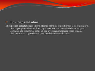 C. Los trigos mitadins
Ellos posean características intermediares entre los trigos tiernos y los trigos duro.
Son trigos generalmente duro cuyas texturas son demasiado blandos para
convenir a la semolería. se los utiliza a veces en molinería como trigo de
fuerza mezclas trigos tiernos para la fabricación de harinas.
 