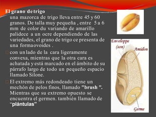 El grano detrigo
una mazorca de trigo lleva entre 45 y 60
granos. De talla muy pequeña , entre 5 a 6
mm de color du variando de amarillo
palidece a un ocre dependiendo de las
variedades, el grano de trigo ce presenta de
una formaovoides .
con un lado de la cara ligeramente
convexa, mientras que la otra cara es
achatada y está marcado en el ámbito de su
párrafo largo de todo un pequeño espacio
llamado Silone.
El extremo más redondeado tiene un
mechón de pelos finos, llamado "brush ".
Mientras que su extremo opuesto se
encuentra el germen. también llamado de
“plántulas”
 