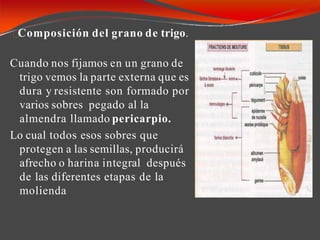 Composición del grano de trigo.
Cuando nos fijamos en un grano de
trigo vemos la parte externa que es
dura y resistente son formado por
varios sobres pegado al la
almendra llamado pericarpio.
Lo cual todos esos sobres que
protegen a las semillas, producirá
afrecho o harina integral después
de las diferentes etapas de la
molienda
 