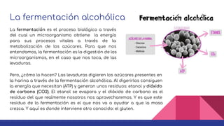 La fermentación alcohólica
La fermentación es el proceso biológico a través
del cual un microorganismo obtiene la energía
para sus procesos vitales a través de la
metabolización de los azúcares. Para que nos
entendamos, la fermentación es la digestión de los
microorganismos, en el caso que nos toca, de las
levaduras.
Pero, ¿cómo lo hacen? Las levaduras digieren los azúcares presentes en
la harina a través de la fermentación alcohólica. Al digerirlos consiguen
la energía que necesitan (ATP) y generan unos residuos: etanol y dióxido
de carbono (CO2). El etanol se evapora y el dióxido de carbono es el
residuo del que realmente nosotros nos aprovecharemos. Y es que este
residuo de la fermentación es el que nos va a ayudar a que la masa
crezca. Y aquí es donde interviene otro conocido: el gluten.
 