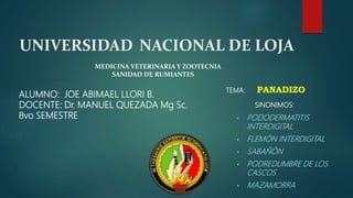 UNIVERSIDAD NACIONAL DE LOJA
• PODODERMATITIS
INTERDIGITAL
• FLEMÓN INTERDIGITAL
• SABAÑÓN
• PODREDUMBRE DE LOS
CASCOS
• MAZAMORRA
MEDICINA VETERINARIA Y ZOOTECNIA
SANIDAD DE RUMIANTES
ALUMNO: JOE ABIMAEL LLORI B.
DOCENTE: Dr. MANUEL QUEZADA Mg Sc.
8vo SEMESTRE
TEMA: PANADIZO
SINONIMOS:
 