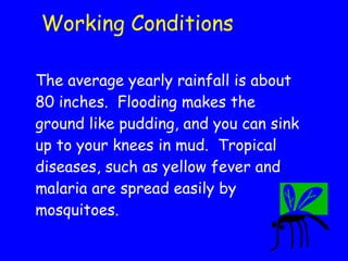 Working Conditions The average yearly rainfall is about 80 inches.  Flooding makes the ground like pudding, and you can sink up to your knees in mud.  Tropical diseases, such as yellow fever and malaria are spread easily by mosquitoes. 