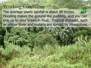 The average yearly rainfall is about 80 inches.  Flooding makes the ground like pudding, and you can sink up to your knees in mud.  Tropical diseases, such as yellow fever and malaria are spread by mosquitoes. Working Conditions 