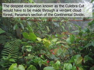 The deepest excavation known as the Culebra Cut would have to be made through a verdant cloud forest, Panama’s section of the Continental Divide. 