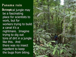 A tropical jungle may be a fascinating place for scientists to work, but for workers trying to build a canal it’s a nightmare.  Imagine trying to dig out tons of dirt in a jungle like this.  And  there was no insect repellent to keep the bugs from biting. Panama rain forest 