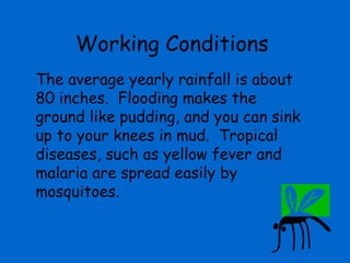 Working Conditions
The average yearly rainfall is about
80 inches. Flooding makes the
ground like pudding, and you can sink
up to your knees in mud. Tropical
diseases, such as yellow fever and
malaria are spread easily by
mosquitoes.
 