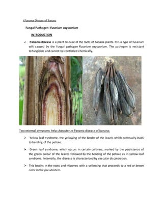 1.Panama Disease of Banana
Fungal Pathogen: Fusarium oxysporium
INTRODUCTION
 Panama disease is a plant disease of the roots of banana plants. It is a type of fusarium
wilt caused by the fungal pathogen Fusarium oxysporium. The pathogen is resistant
to fungicide and cannot be controlled chemically.
Two external symptoms help characterize Panama disease of banana:
 Yellow leaf syndrome, the yellowing of the border of the leaves which eventually leads
to bending of the petiole.
 Green leaf syndrome, which occurs in certain cultivars, marked by the persistence of
the green colour of the leaves followed by the bending of the petiole as in yellow leaf
syndrome. Internally, the disease is characterized by vascular discoloration.
 This begins in the roots and rhizomes with a yellowing that proceeds to a red or brown
color in the pseudostem.
 