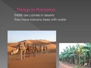 THERE are camels in deserts
They have banana trees with water
 