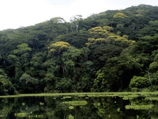 Image Courtesy of: http://www.anu.edu.au/BoZo/jennions/images/Panama%20lake.jpg
 