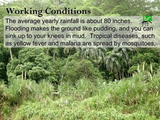 The average yearly rainfall is about 80 inches.The average yearly rainfall is about 80 inches.
Flooding makes the ground like pudding, and you canFlooding makes the ground like pudding, and you can
sink up to your knees in mud. Tropical diseases, suchsink up to your knees in mud. Tropical diseases, such
as yellow fever and malaria are spread by mosquitoes.as yellow fever and malaria are spread by mosquitoes.
Working ConditionsWorking Conditions
 