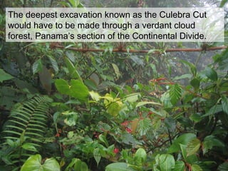 The deepest excavation known as the Culebra CutThe deepest excavation known as the Culebra Cut
would have to be made through a verdant cloudwould have to be made through a verdant cloud
forest, Panama’s section of the Continental Divide.forest, Panama’s section of the Continental Divide.
 