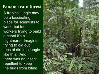 A tropical jungle mayA tropical jungle may
be a fascinatingbe a fascinating
place for scientists toplace for scientists to
work, but forwork, but for
workers trying to buildworkers trying to build
a canal it’s aa canal it’s a
nightmare. Imaginenightmare. Imagine
trying to dig outtrying to dig out
tons of dirt in a jungletons of dirt in a jungle
like this. Andlike this. And
there was no insectthere was no insect
repellent to keeprepellent to keep
the bugs from biting.the bugs from biting.
Panama rain forestPanama rain forest
 