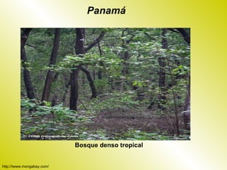 Panamá




                            Bosque denso tropical


http://iwww.mongabay.com/
 