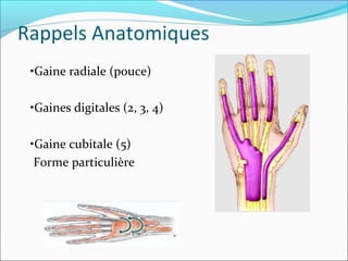 Rappels Anatomiques
•Gaine radiale (pouce)
•Gaines digitales (2, 3, 4)
•Gaine cubitale (5)
Forme particulière
 