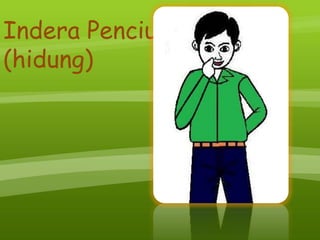 Indera Penciuman
(hidung)
 