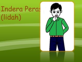 Indera Perasa
(lidah)
 