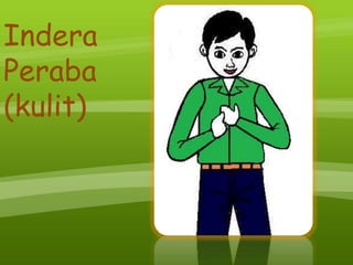 Indera
Peraba
(kulit)
 