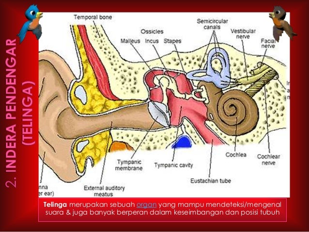 Power Poin Panca Indra Pada Manusia