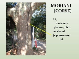 MORIANI
 (CORSE)
Là,
  dans mon
 platane, bien
 au chaud,
je pousse avec
      lui.
 