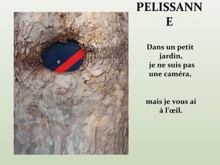 PELISSANN
    E
 Dans un petit
    jardin,
 je ne suis pas
 une caméra,


 mais je vous ai
    à l’œil.
 
